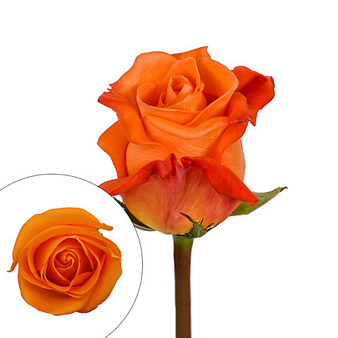 Rainforest Alliance Certified Roses - Orange, 50 cm.