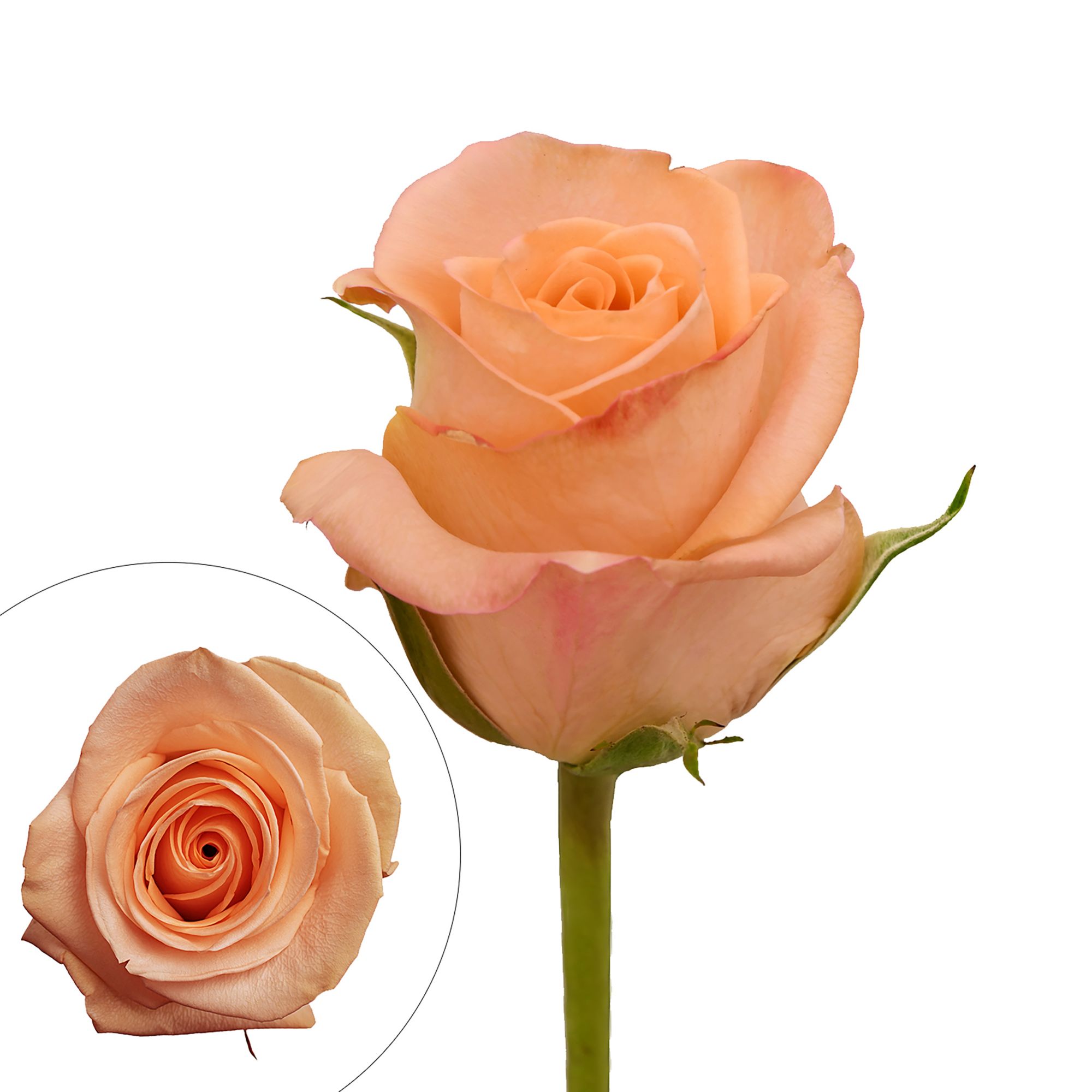 Peach Roses  BJ's Wholesale Club