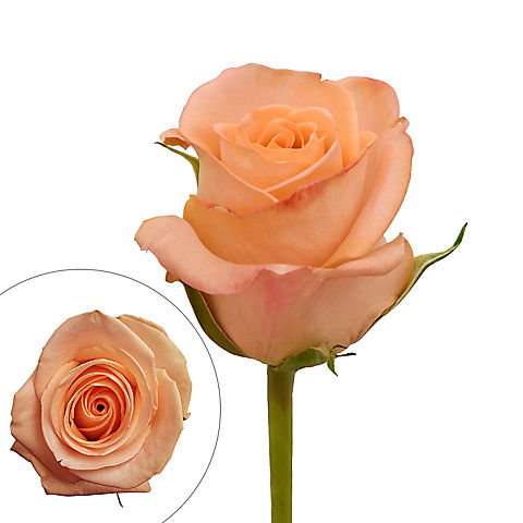 Rainforest Alliance Certified Roses - Peach, 50 cm.