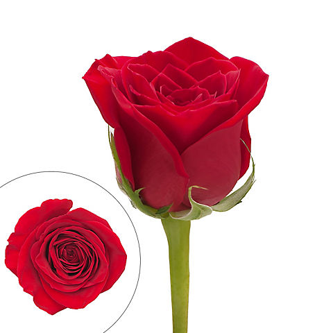 Rainforest Alliance Certified Roses - Red, 50 cm.