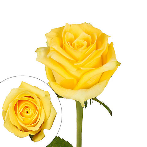 Rainforest Alliance Certified Roses - Yellow