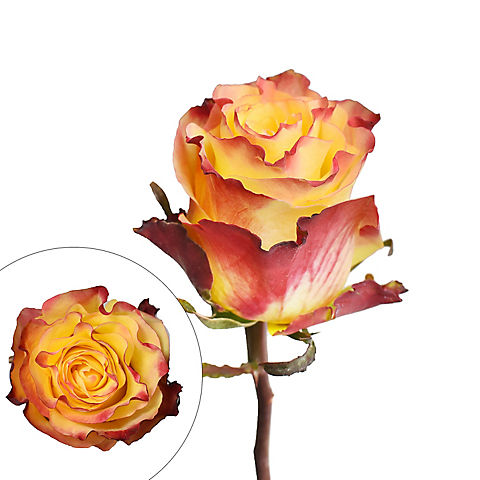 Rainforest Alliance Certified Bicolor Roses - Yellow/Red, 50 cm.