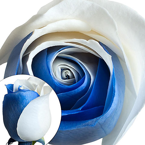 Blue and White Tinted Roses