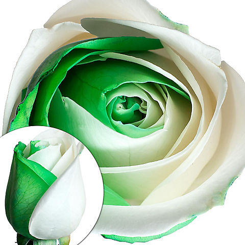 Green and White Tinted Roses