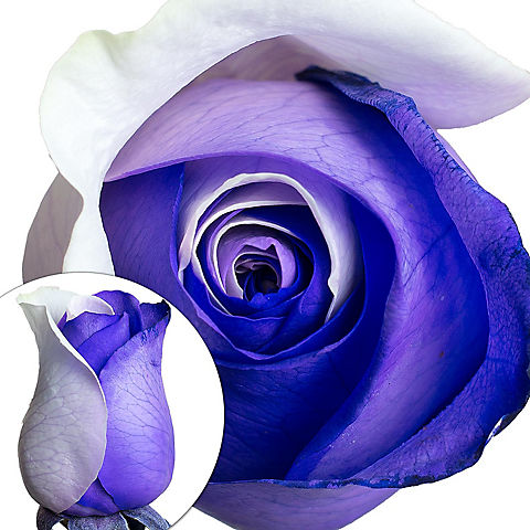 Purple and White Tinted Roses