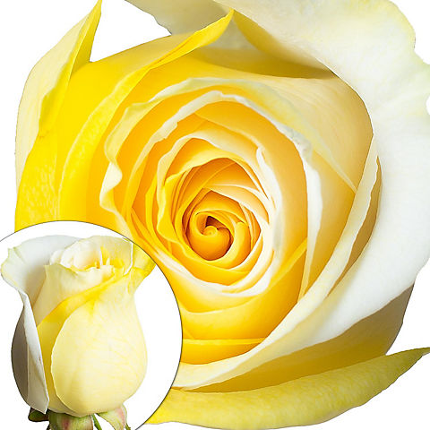 Yellow and White Tinted Roses