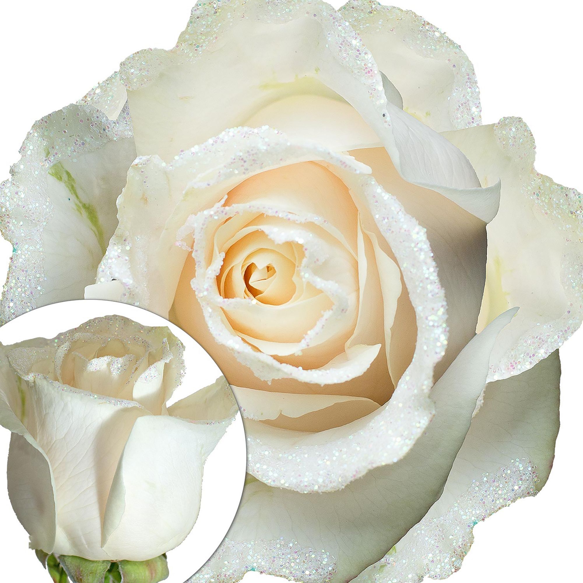 US White Confetti Glittered Roses