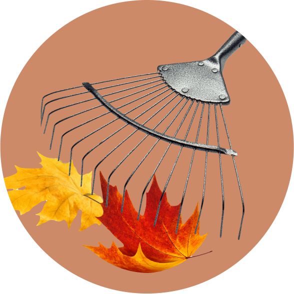 Picture: Rake tool cleaning autumn leaves