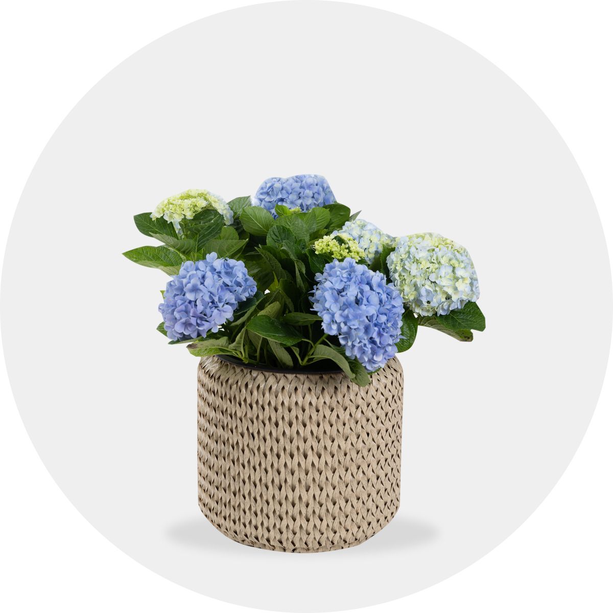 Decor